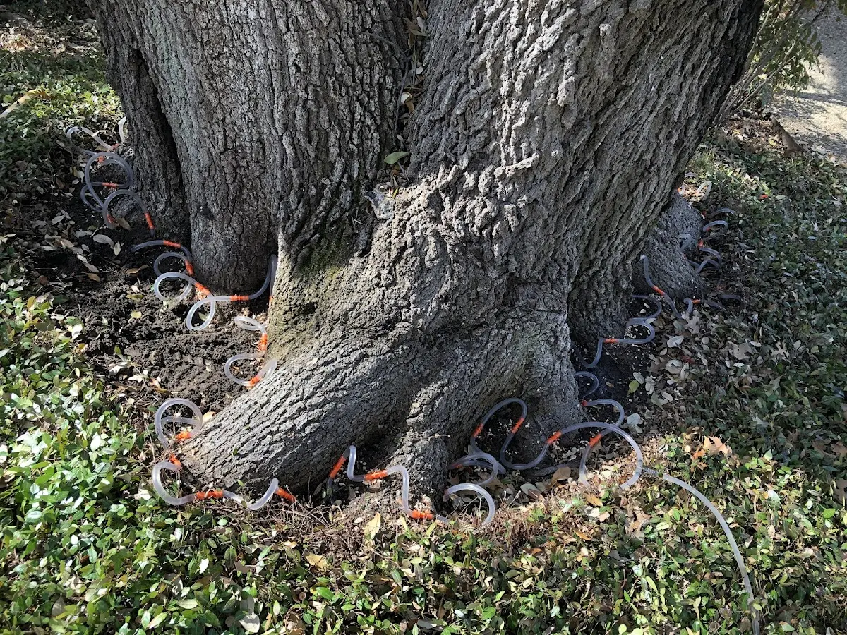 Detailed Tree Cabling and Bracing job site in Six Mile